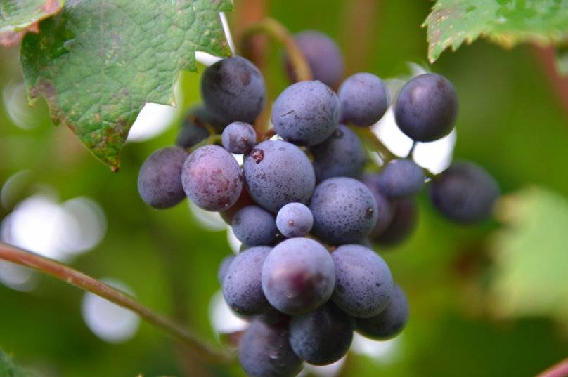 grapes