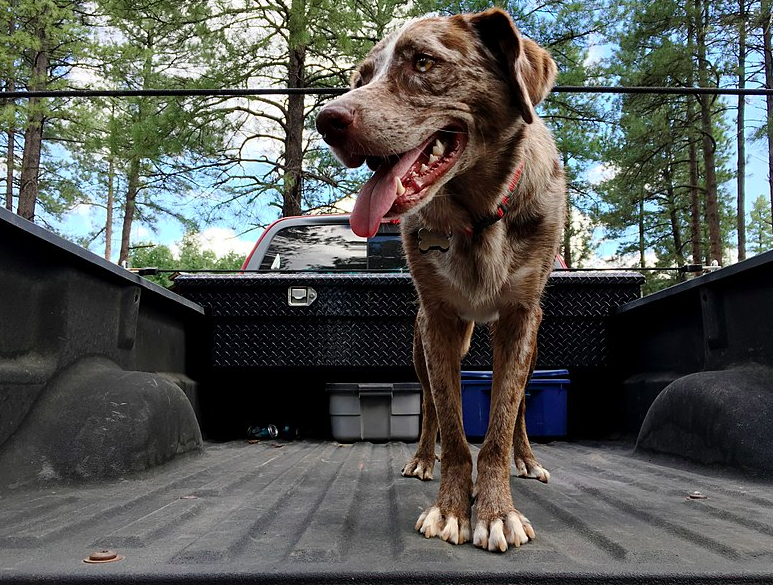 This Is Why You Should Never Put Your Dog In Your Truck Bed