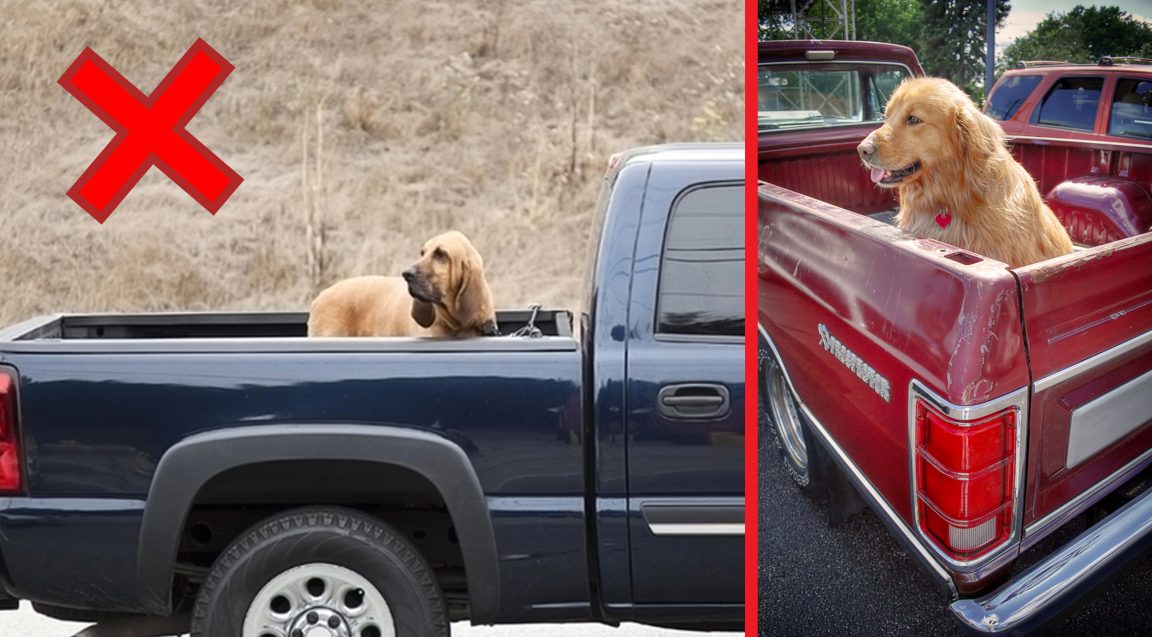 This Is Why You Should Never Put Your Dog In Your Truck Bed