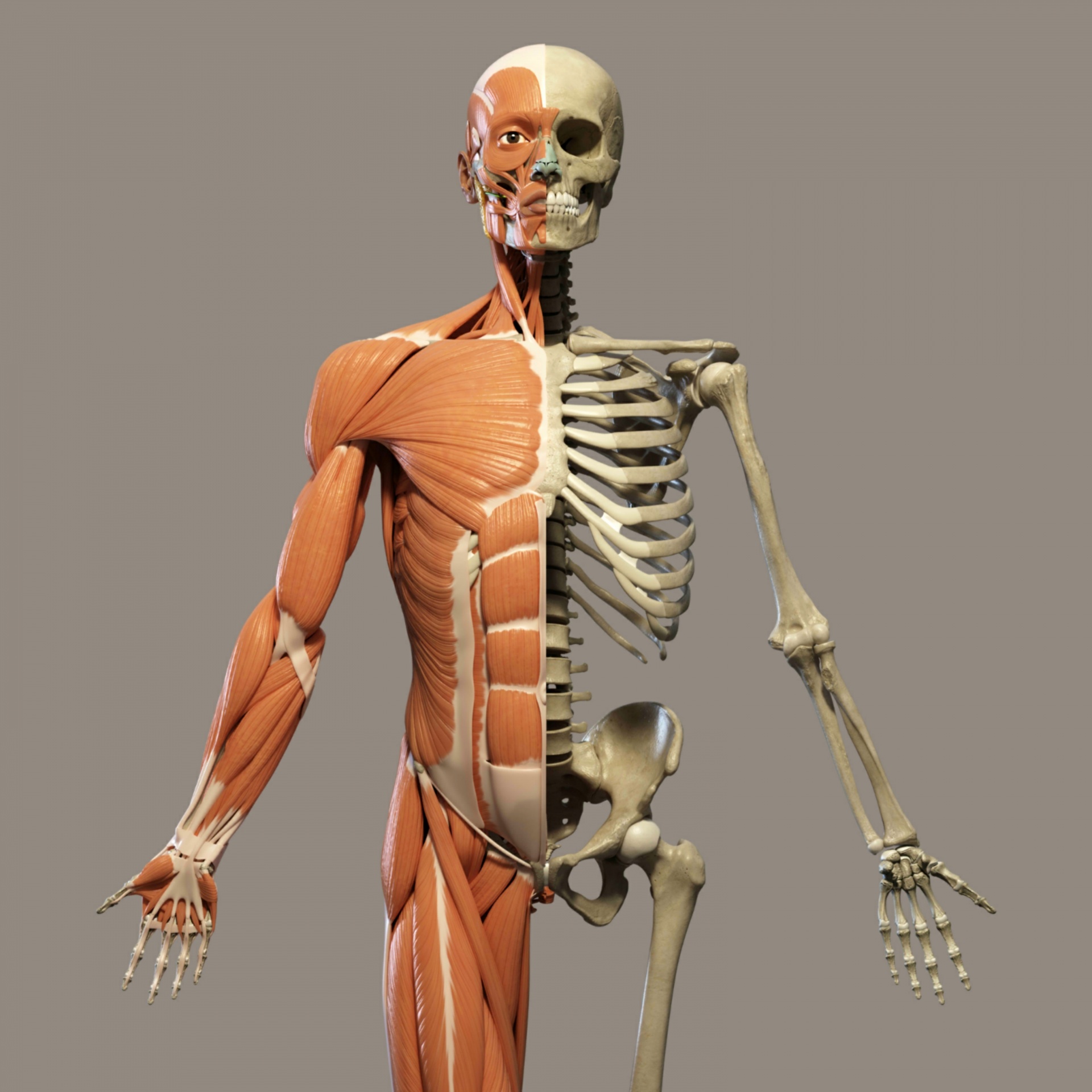 skeleton