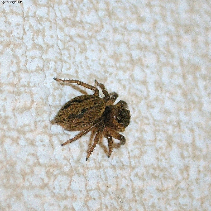 spider