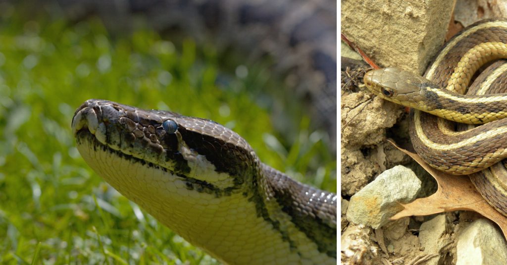 How To Keep Snakes Out Of Your Home And Your Family Safe
