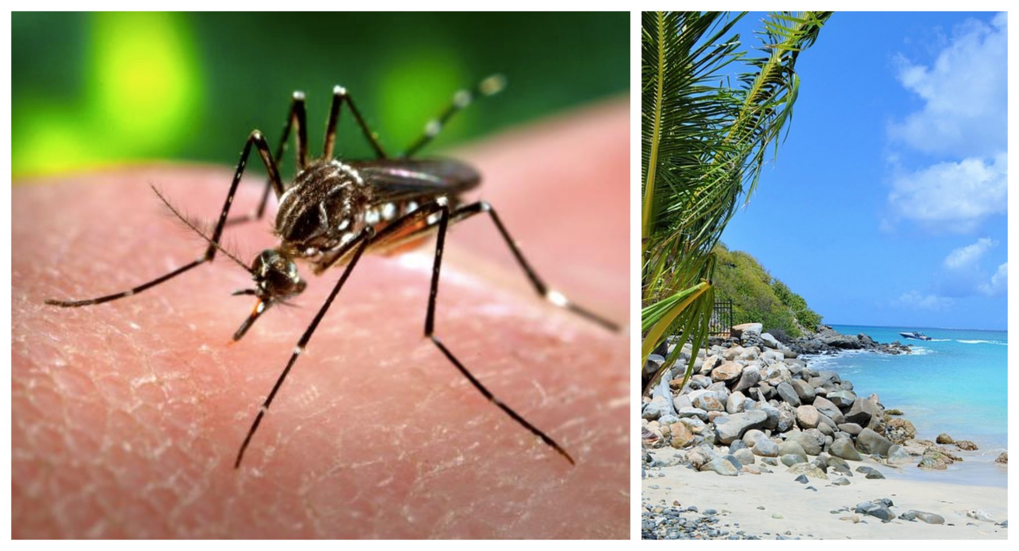 The CDC Issued A Zika Virus Guideline That Will Affect Your Travel Plans