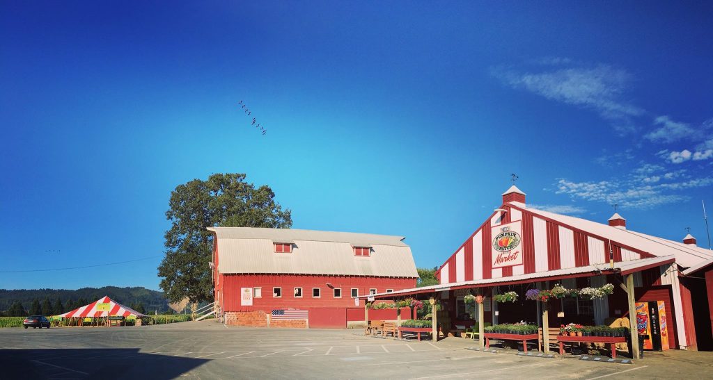 Obsessed With Pumpkins? Visit These 24 Amazing Pumpkin Farms