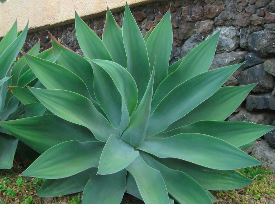 agave plant