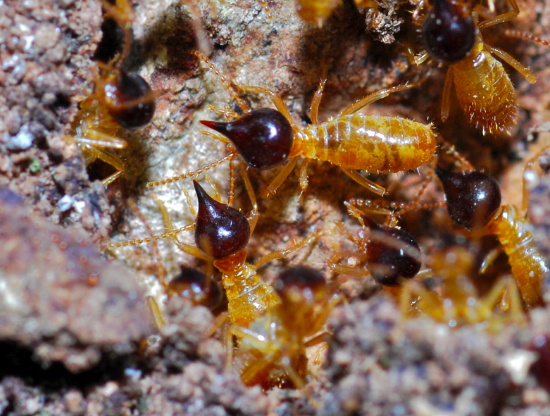 termites