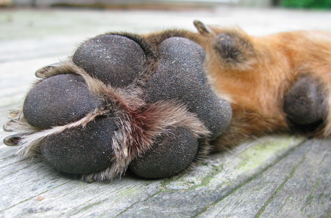 dog paw