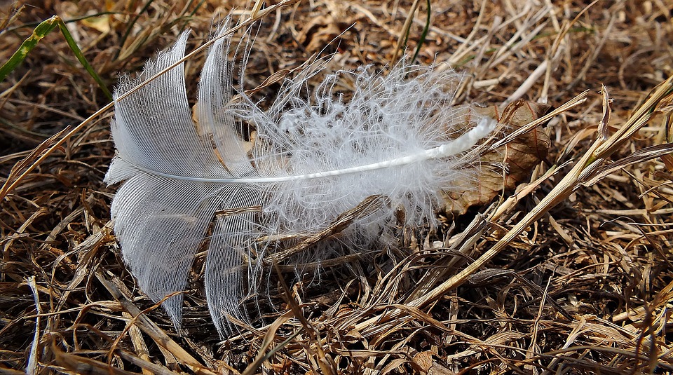 feather