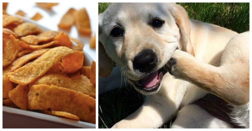 Why Do Your Dog's Feet Always Smell Like Fritos?