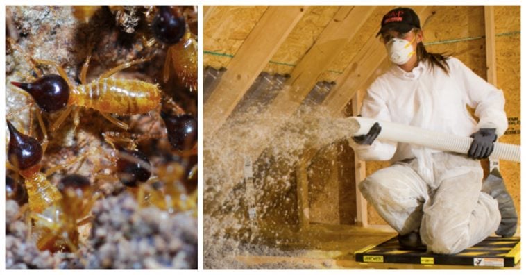 11 Pests That Could Be Hiding in Your Attic And How To Get Rid Of Them