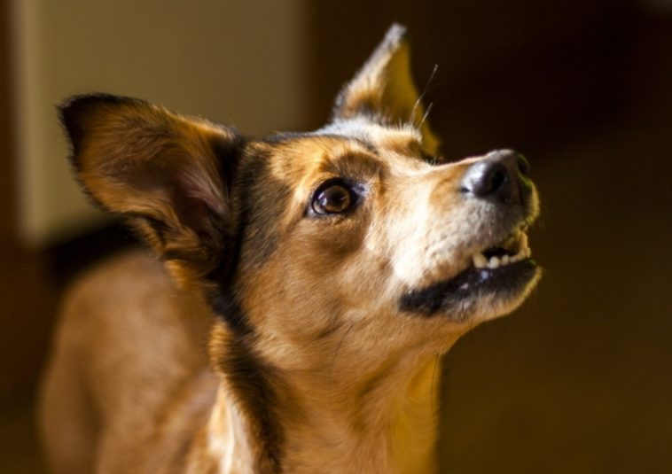 Science Says That Dogs Can Tell If You're A Bad Person