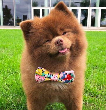 pomeranian paddington