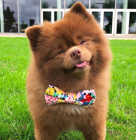 bertram the pomeranian