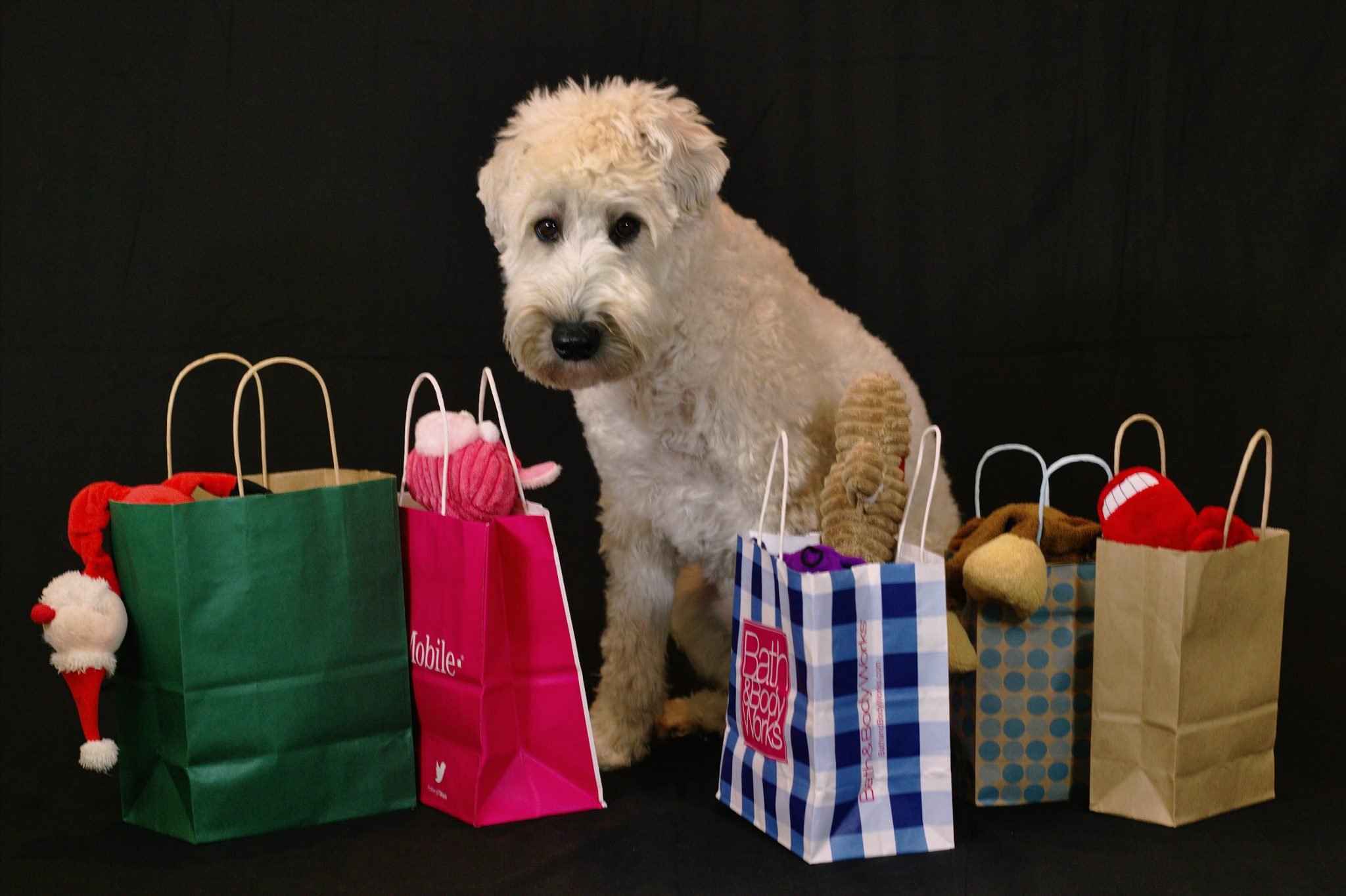 dog shopping