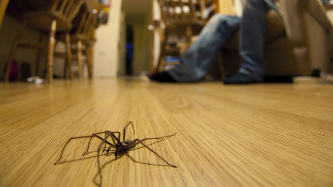 This Is Why You Should Not Kill Any Spider You Find In ...