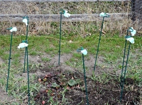 irish spring soap in garden