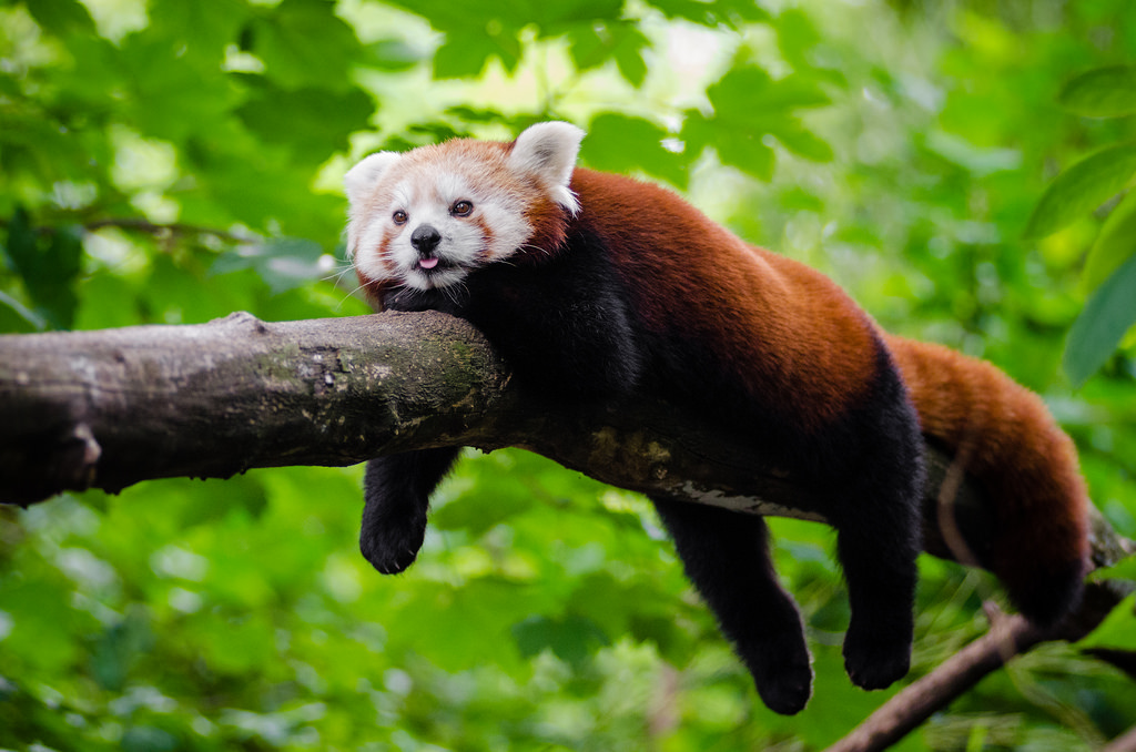 red panda