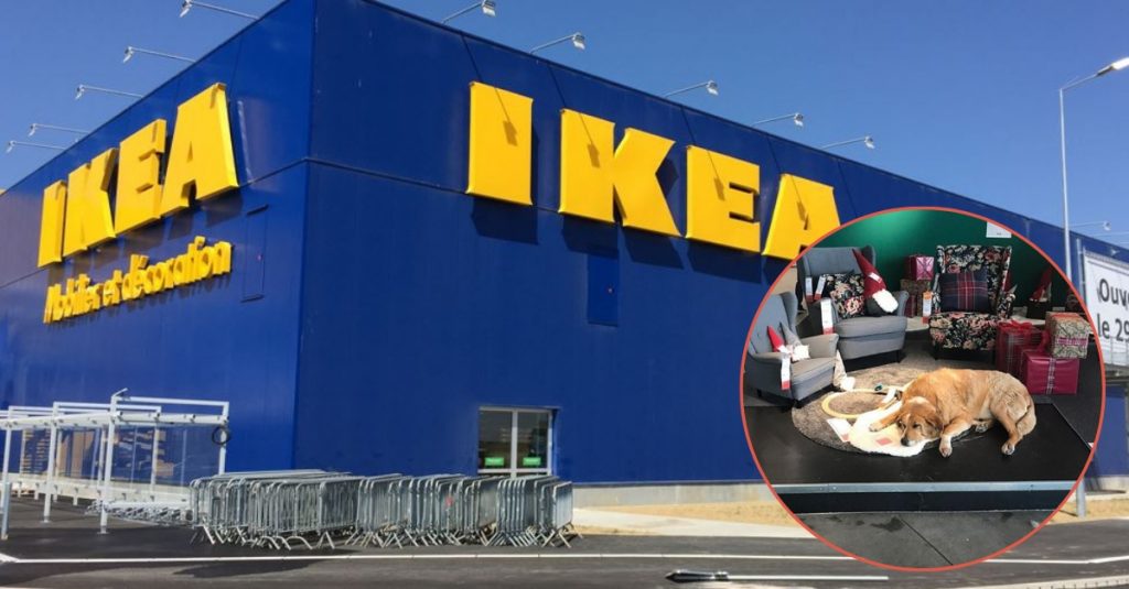 This IKEA Opens Their Doors To Keep Dogs From Sleeping In The Cold   Untitled Design 7 3 1024x535 