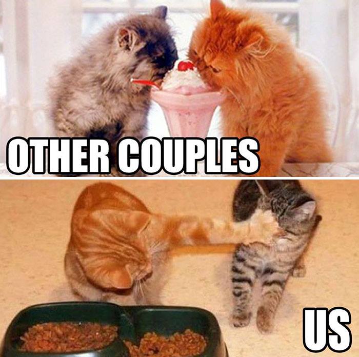 cat couples