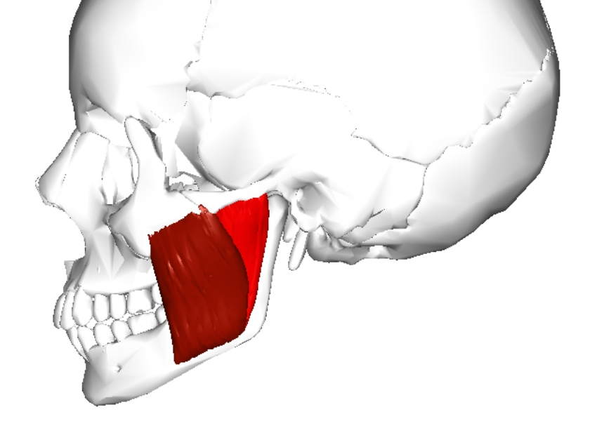 Masseter muscle