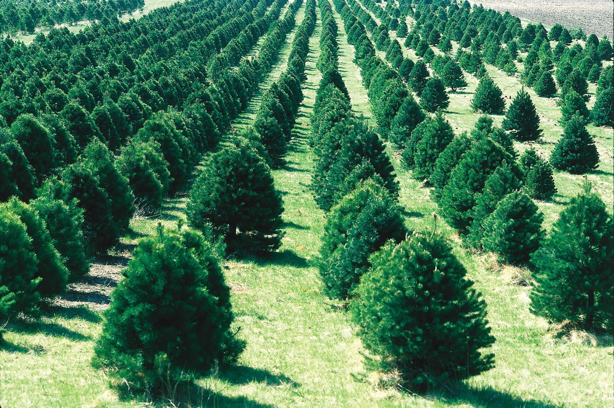 christmas tree farm