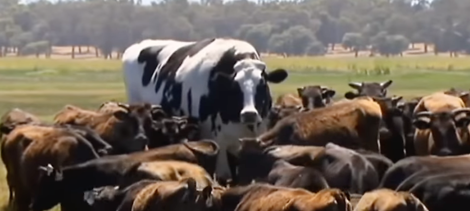 cow