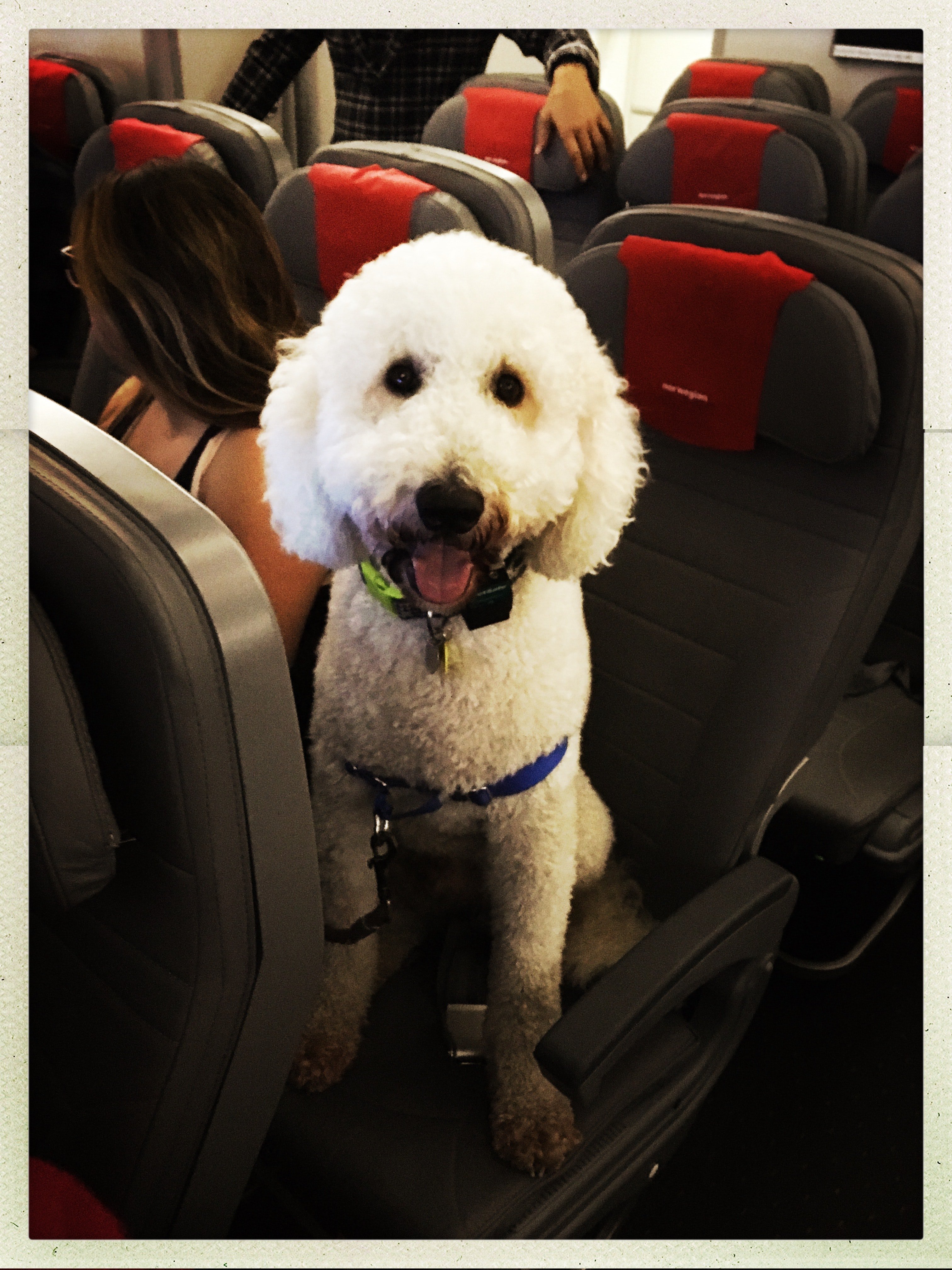 dog on plane