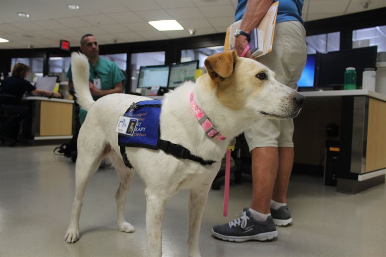 emotional support dog 