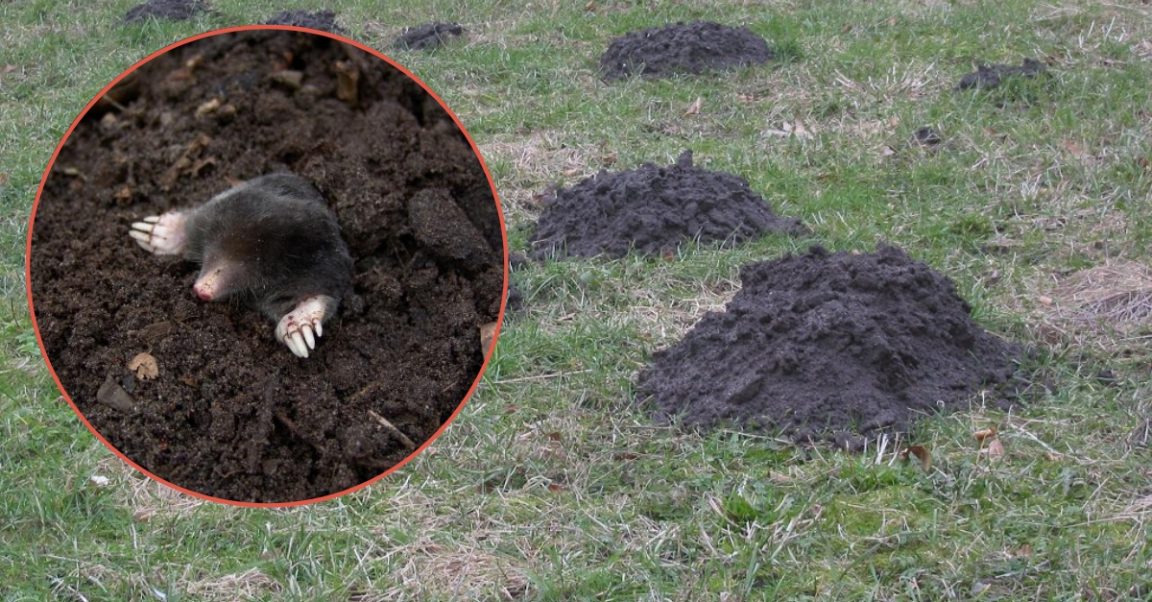 The Easiest Way To Keep Moles Out Of Your Yard