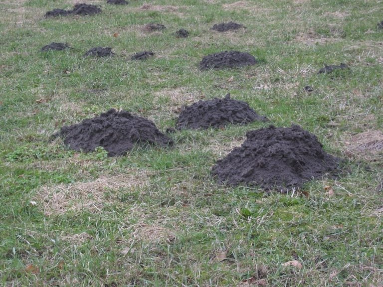 The Easiest Way To Keep Moles Out Of Your Yard