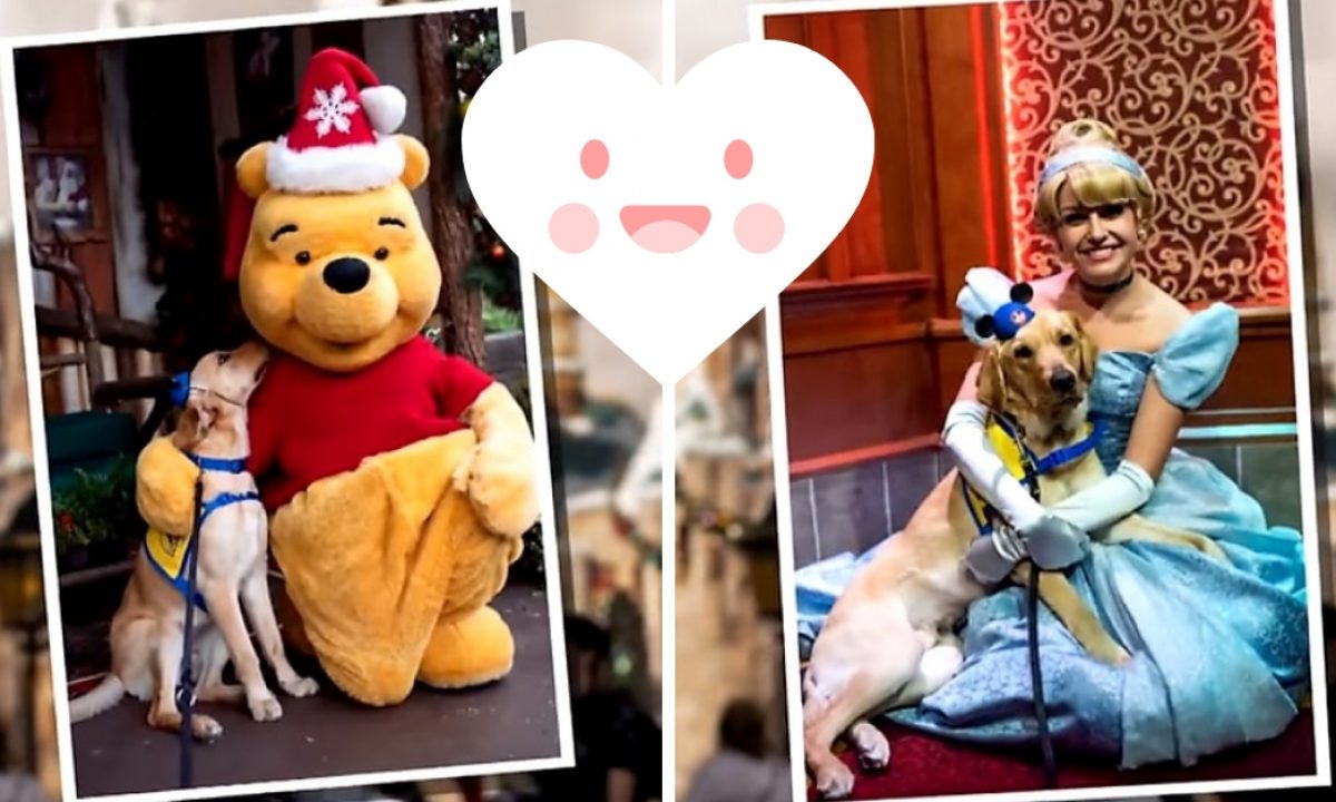 Can You Bring Dogs To Disneyland