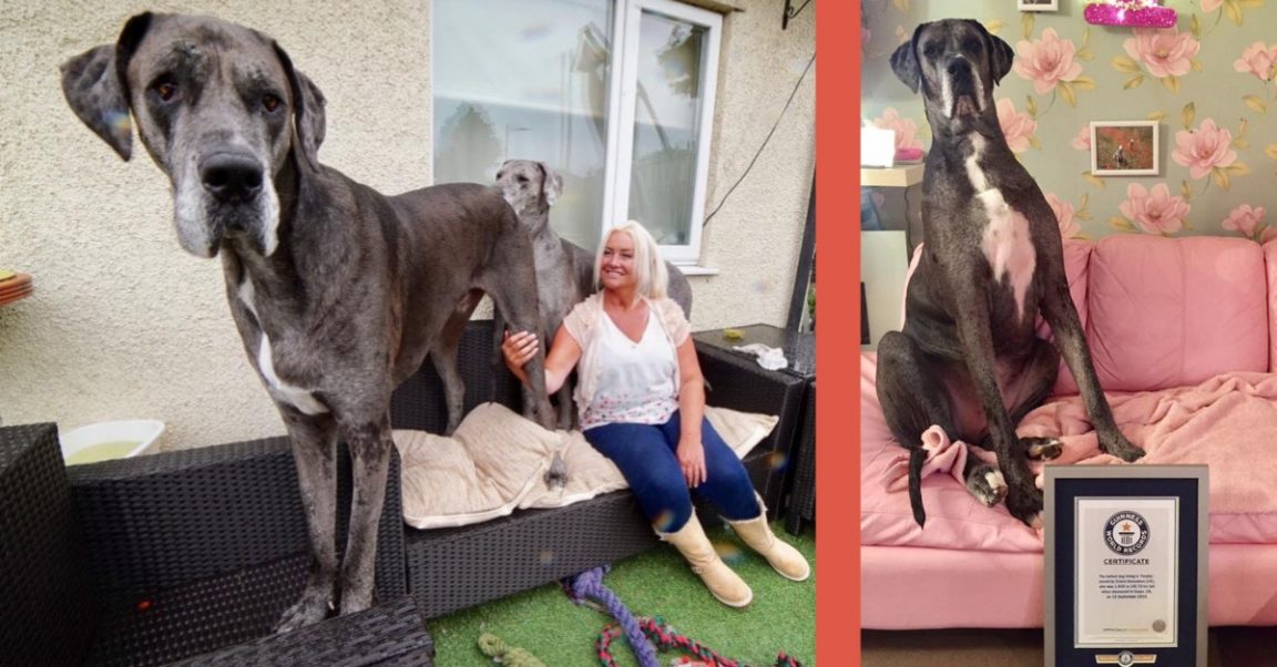 Freddy The 7-Foot-Tall Great Dane Is The Tallest Dog In The World