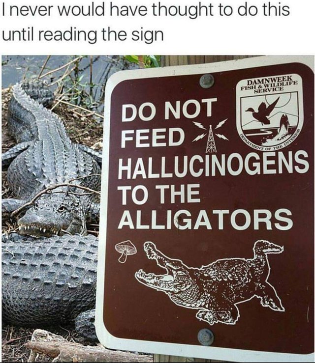 alligators 
