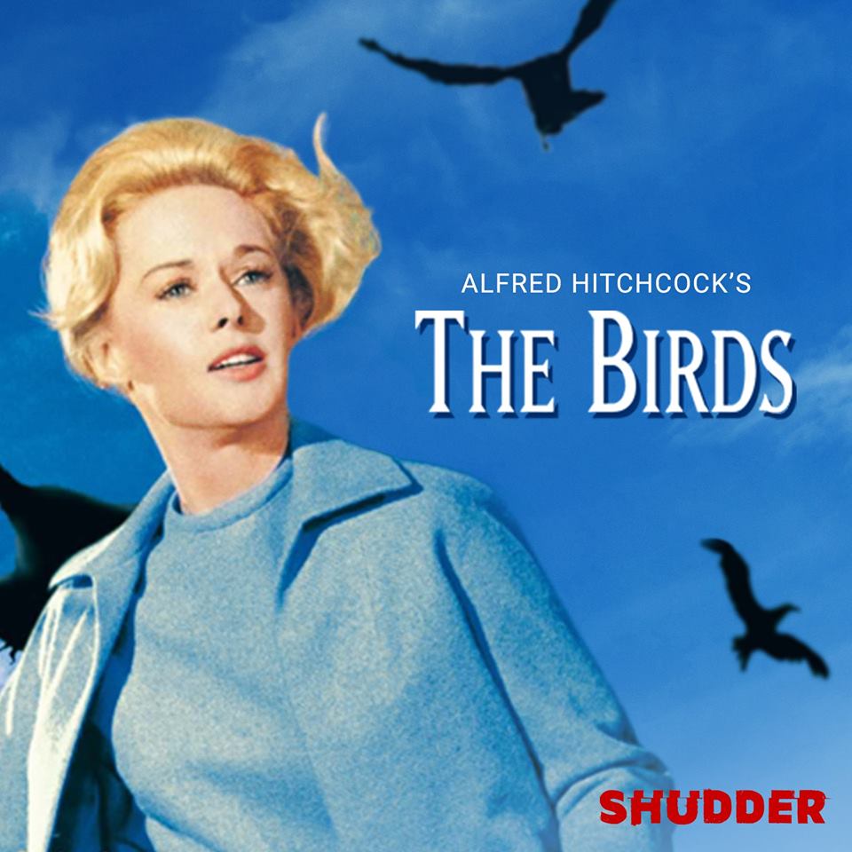 birds birds