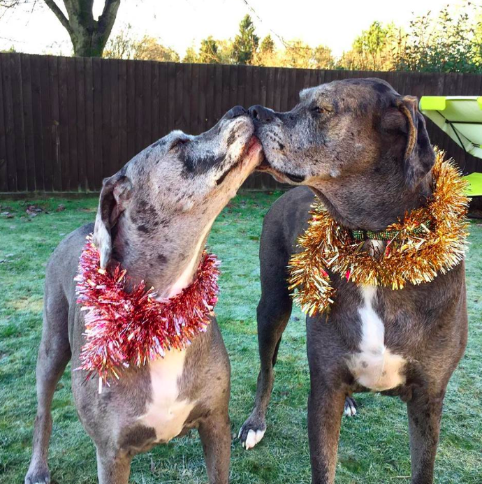 Freddy The 7-Foot-Tall Great Dane Has Sadly Died