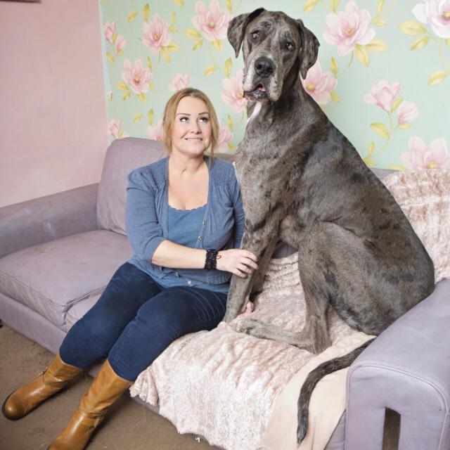 Freddy The 7-Foot-Tall Great Dane Has Sadly Died