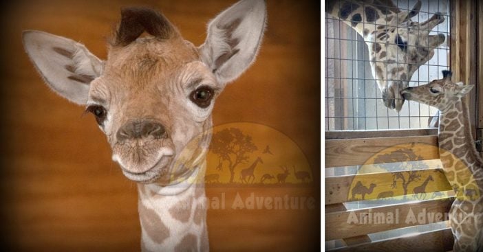 april-baby-giraffe