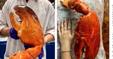 costco-lobster-claw