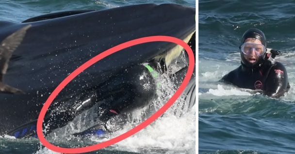 Diver Gets Eaten By A Whale In South Africa, But Survives