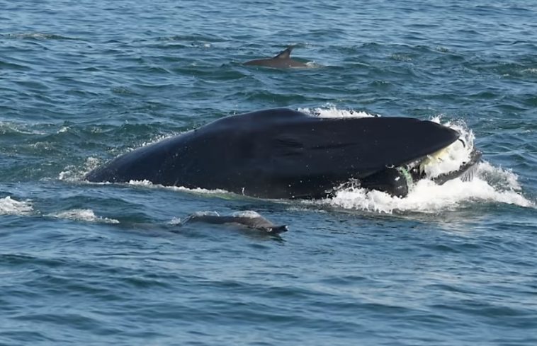 Diver Gets Eaten By A Whale In South Africa, But Survives