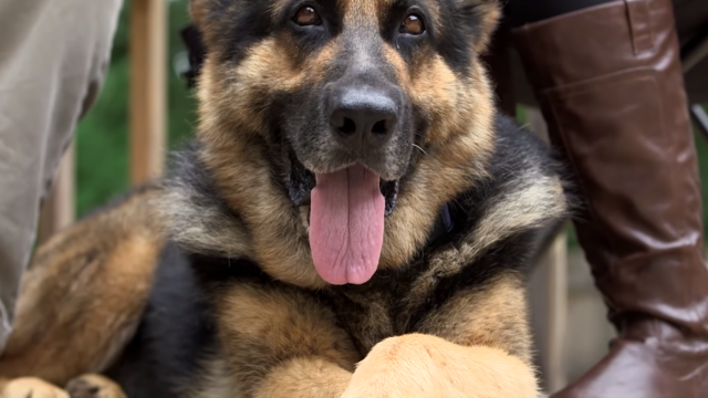 military dogs