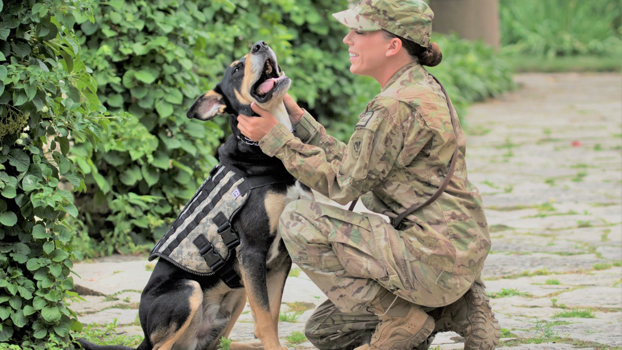 military k9