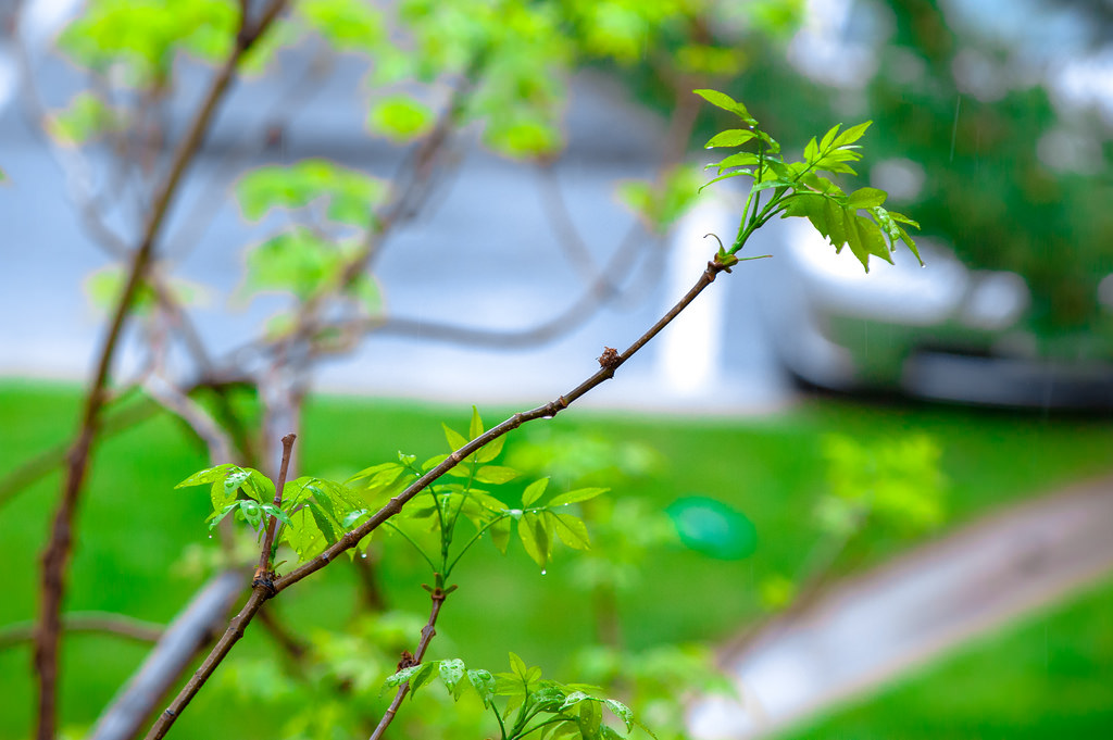 spring bud 