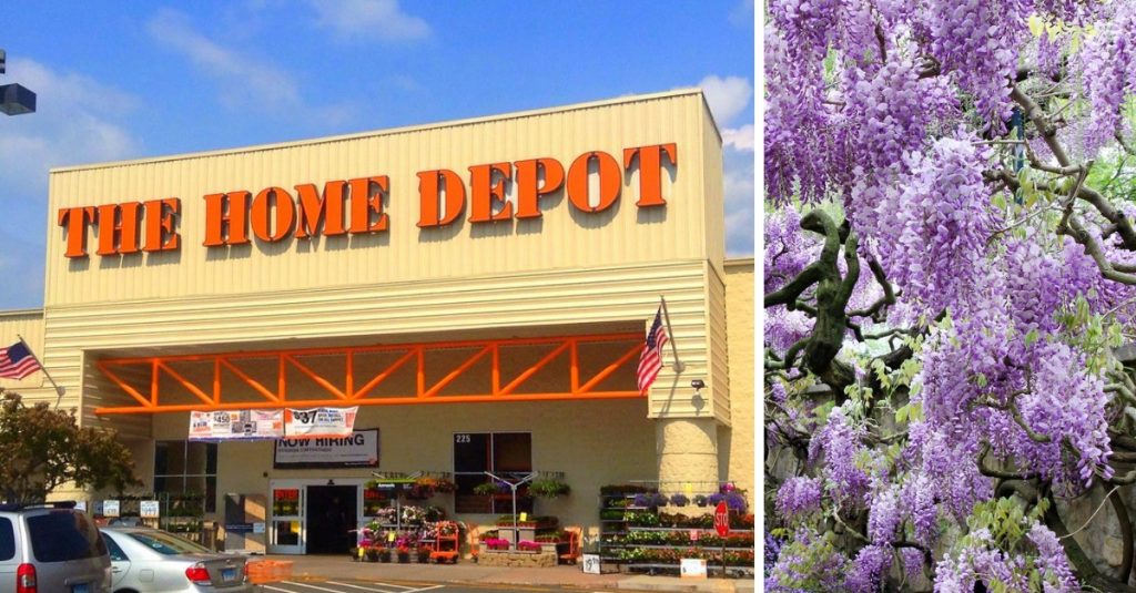 You Can Now Buy Gorgeous Wisteria Trees At Home Depot For 23   Home Depot 1024x535 