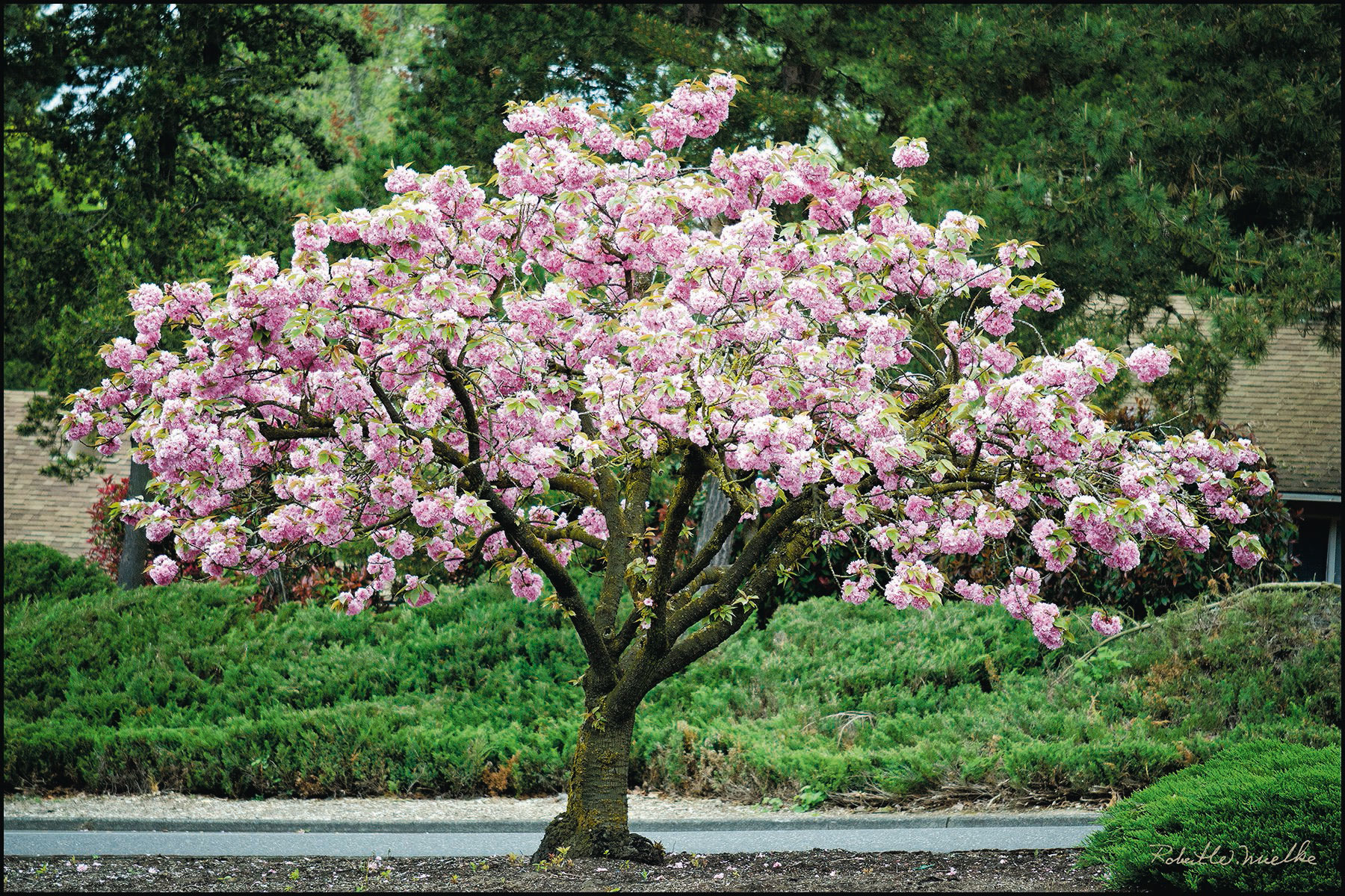 cherry blossom tree