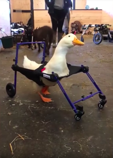 disabled duck