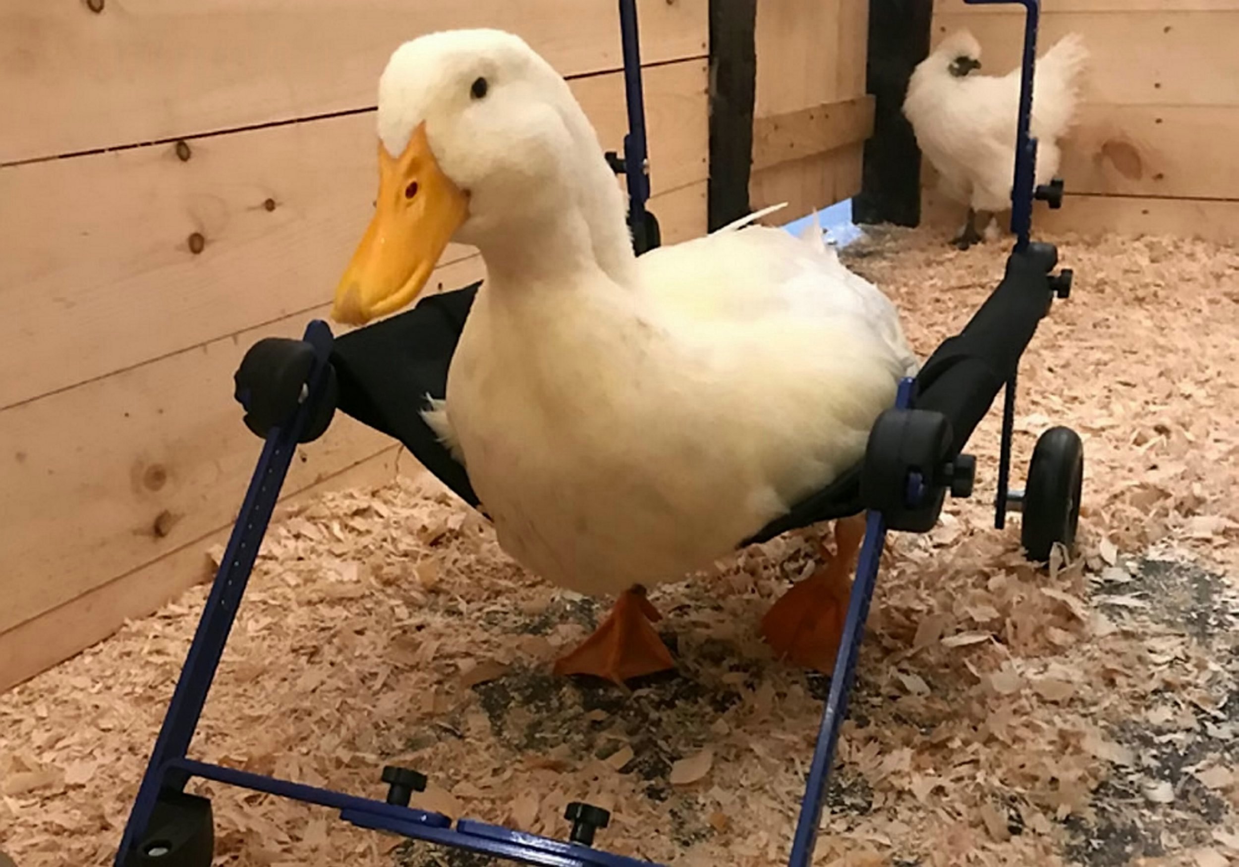 disabled duck