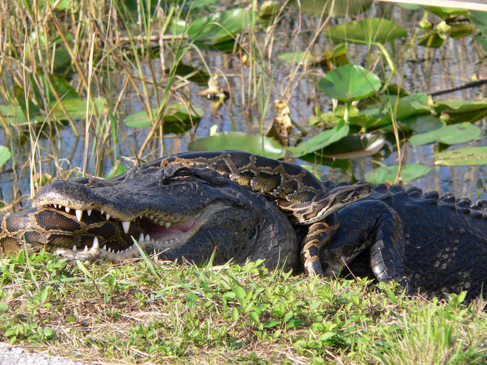 gator python 