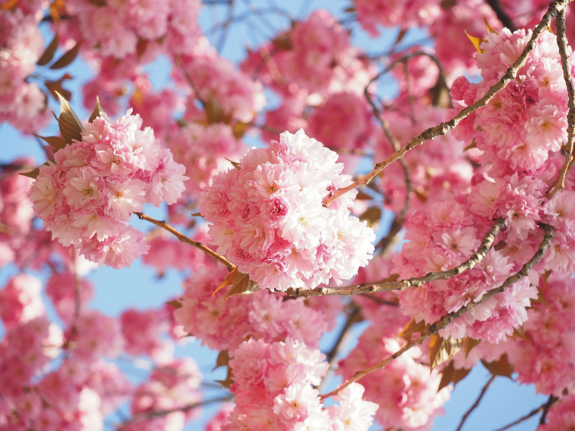 cherry blossom tree