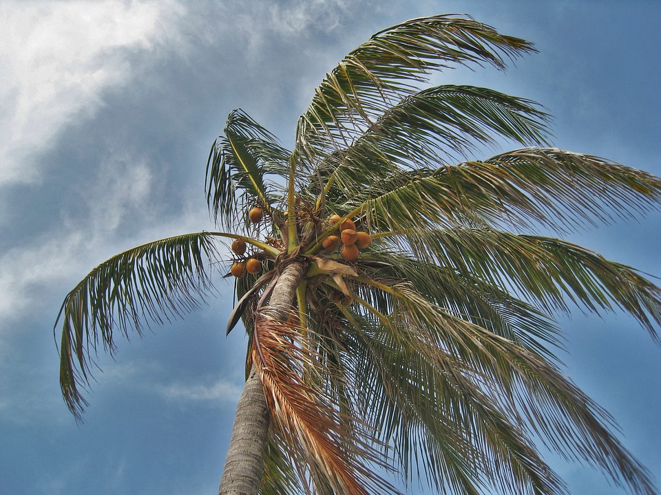 palm tree 